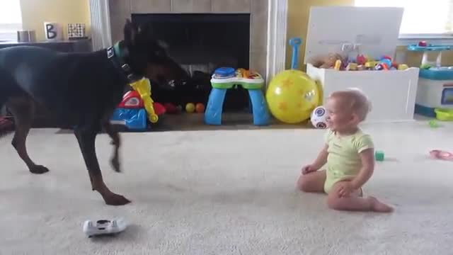 Doberman playing with baby