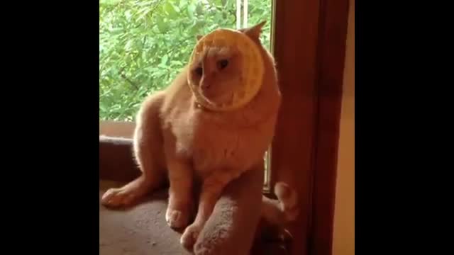 Funniest Cats of ALL TIME