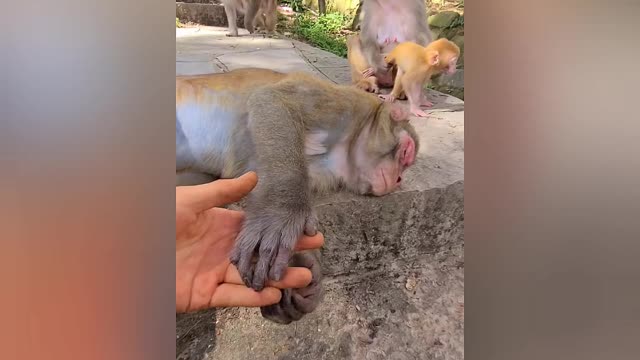 funny video when monkey is unconscious in minutes 😂😂😂🙉