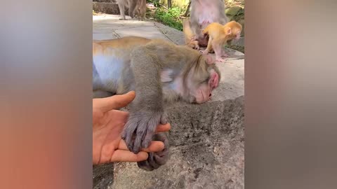 funny video when monkey is unconscious in minutes 😂😂😂🙉