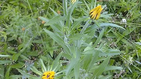 Black-eyed Susan