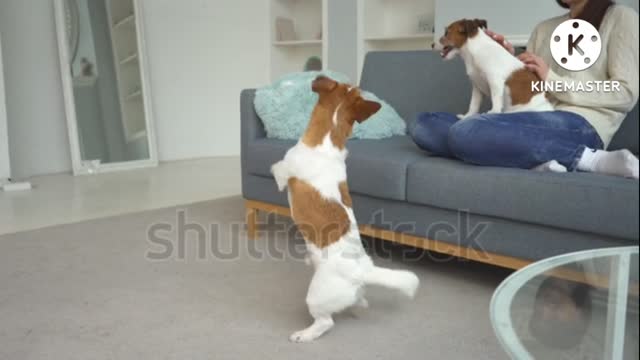 Funniest dog dance