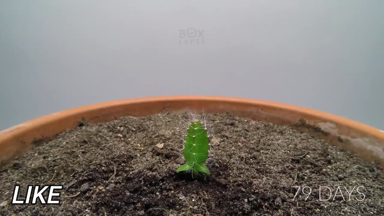 Growing DRAGON FRUIT CACTUS Time Lapse