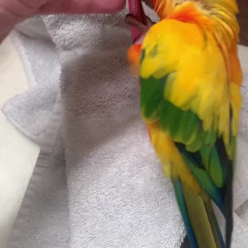 Parrot Tumbles After Caught with Mom's Tweezers