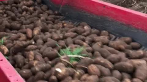 Harvesting potatoes