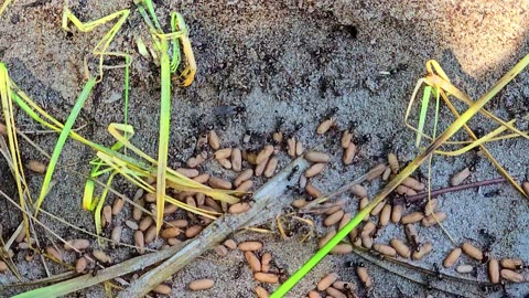 Hundreds of ants with eggs under a wooden board / beautiful black insects.