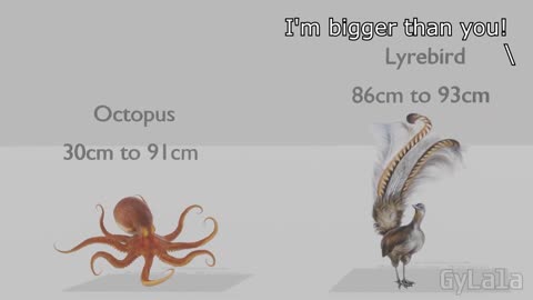 Animal Size Comparisons