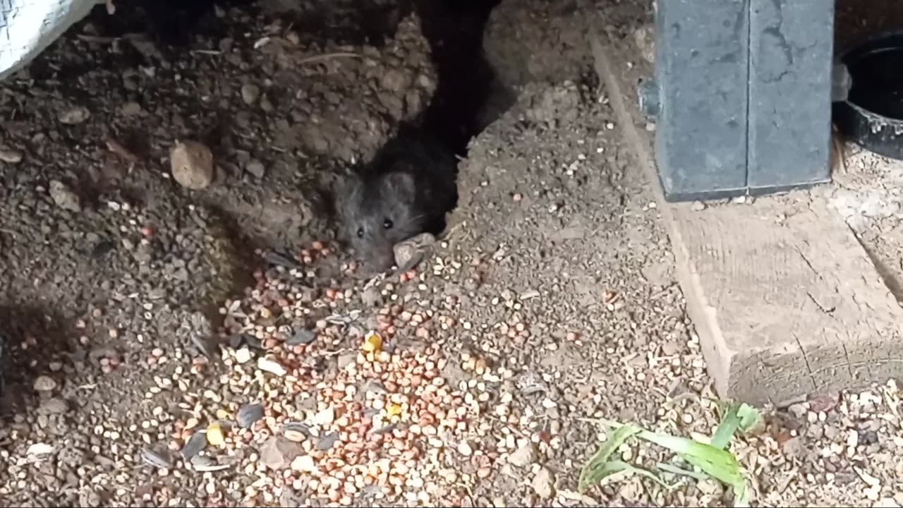 🥰 Wild Wyoming "Popcorn" Gerbil Baby & Harry's Completely Healed 🙌