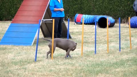 Amstaff Agility contest