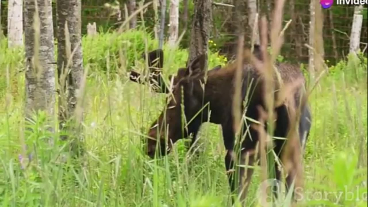 The moose with its imposing antlers #shorts