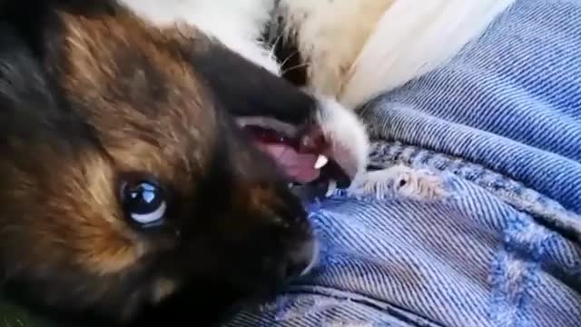 Brown puppy biting girls shirt and shorts