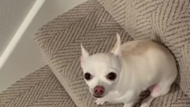 Top Funny Cute Dog Videos and TIKTOK Compilation #short