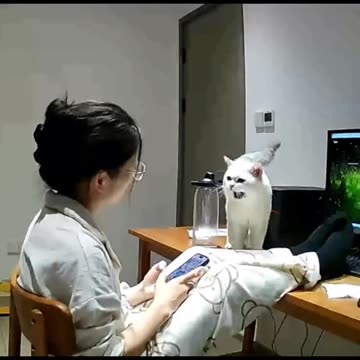 Little Funny Cat 😺 Complaining to Mamma 😂 Joy Funny Factory