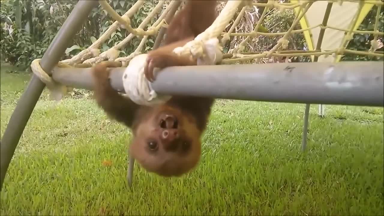 Cute Baby sloth practicing climbing