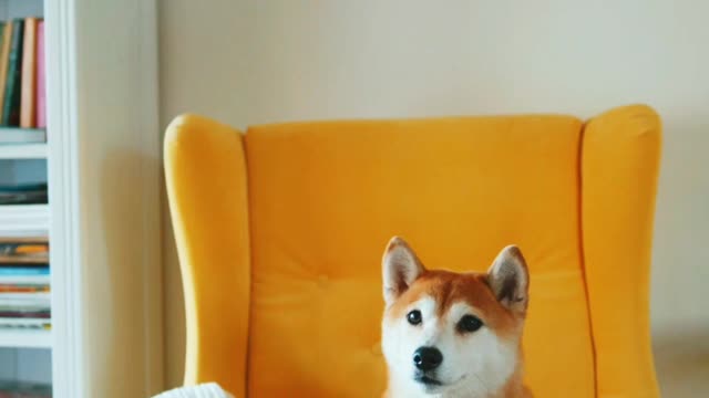 🐕 Dog Seated On A Yellow Chair