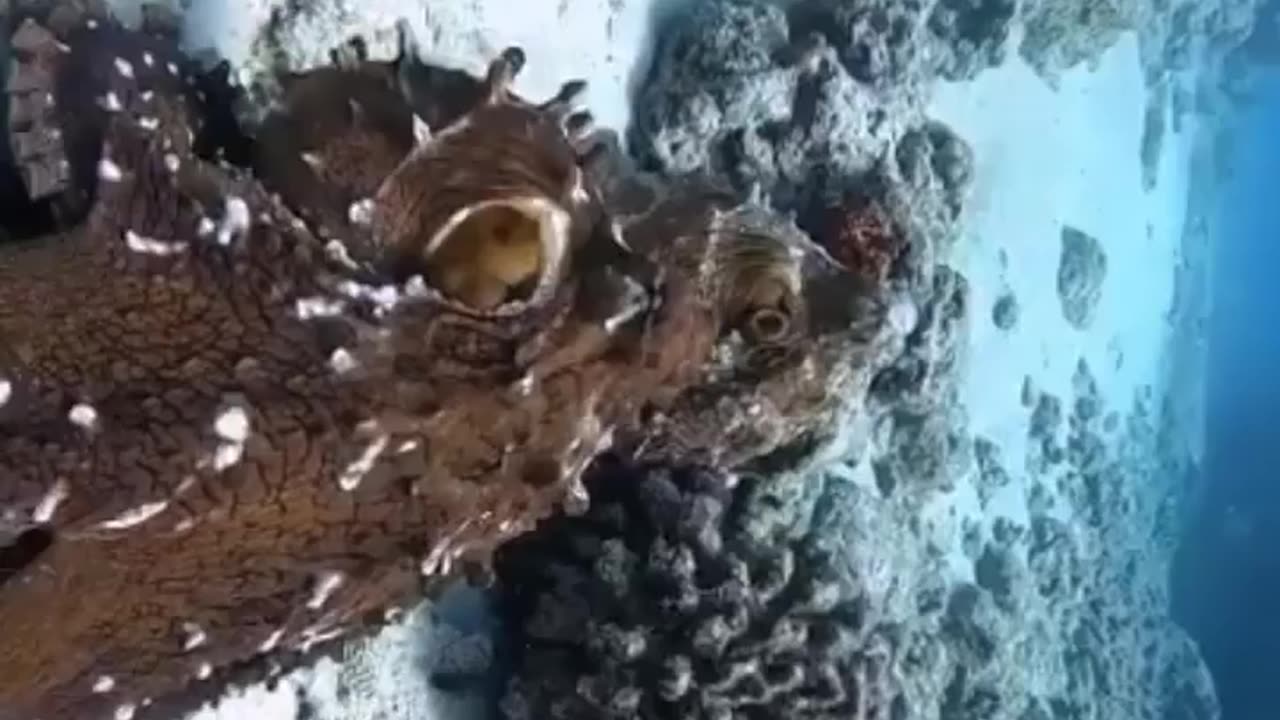 wildlife