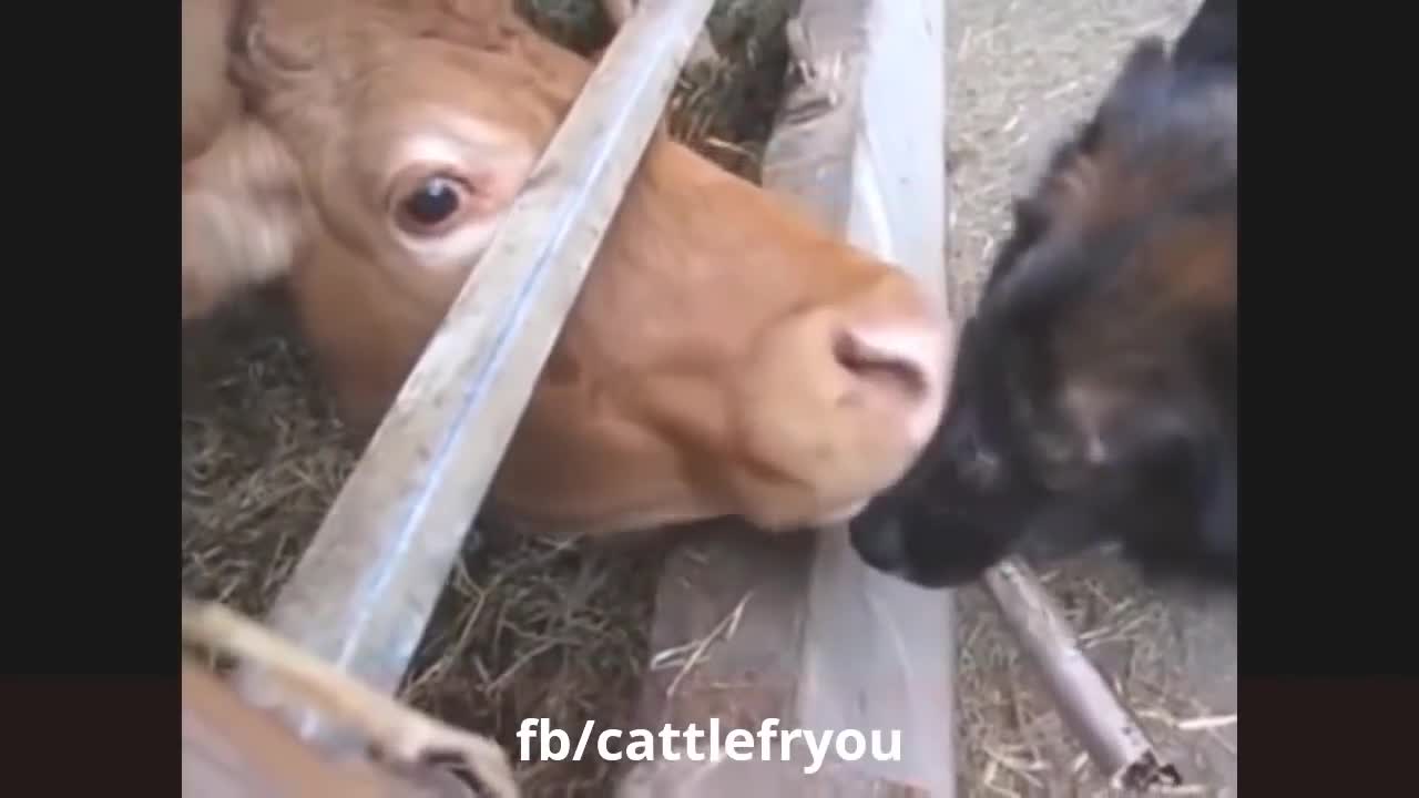 Animals Attack Funny Video