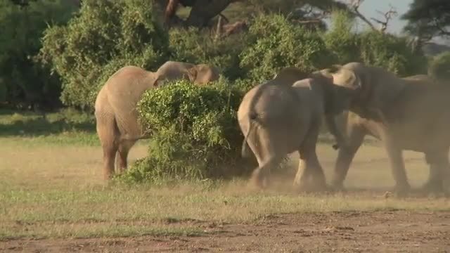 Male Elephants Fight for Dominance