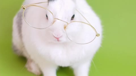 cute rabbit