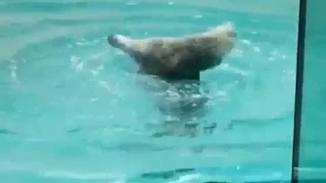 cute dog Rolling in water dog funny video