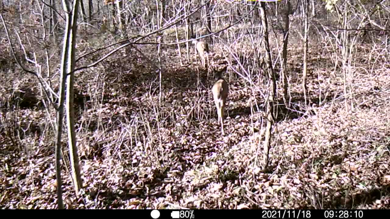 2 does out for a stroll