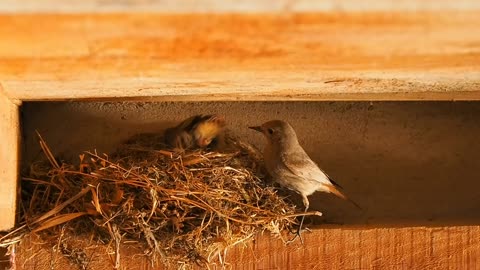 Bird hatching and brooding। Fly birds in the sky