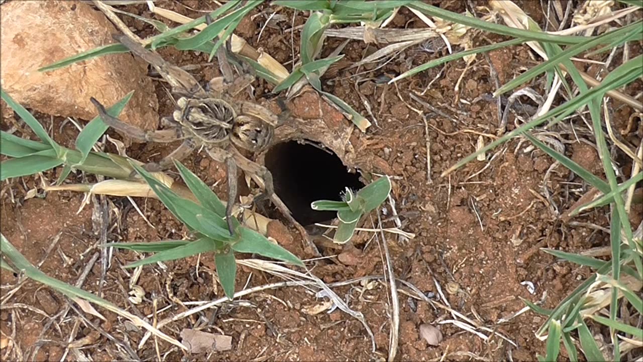 Wolf Spider Nearly Blown Away Gets No Peace