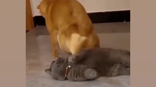 Cat vs dog