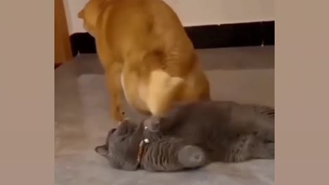 Cat vs dog