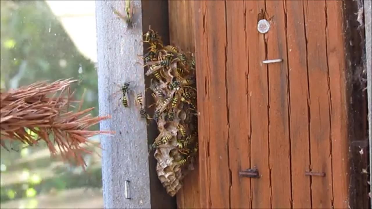 How to Destroy a Wasp Nest using Soap and Water