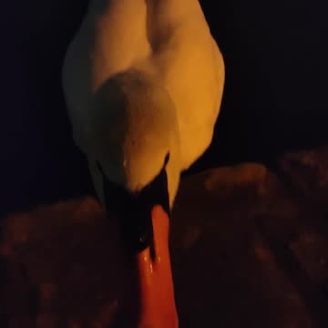 ¿No tienes un pedacito de queso?