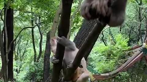 Cute Monkey China & Funny Love monkey| Animals Love