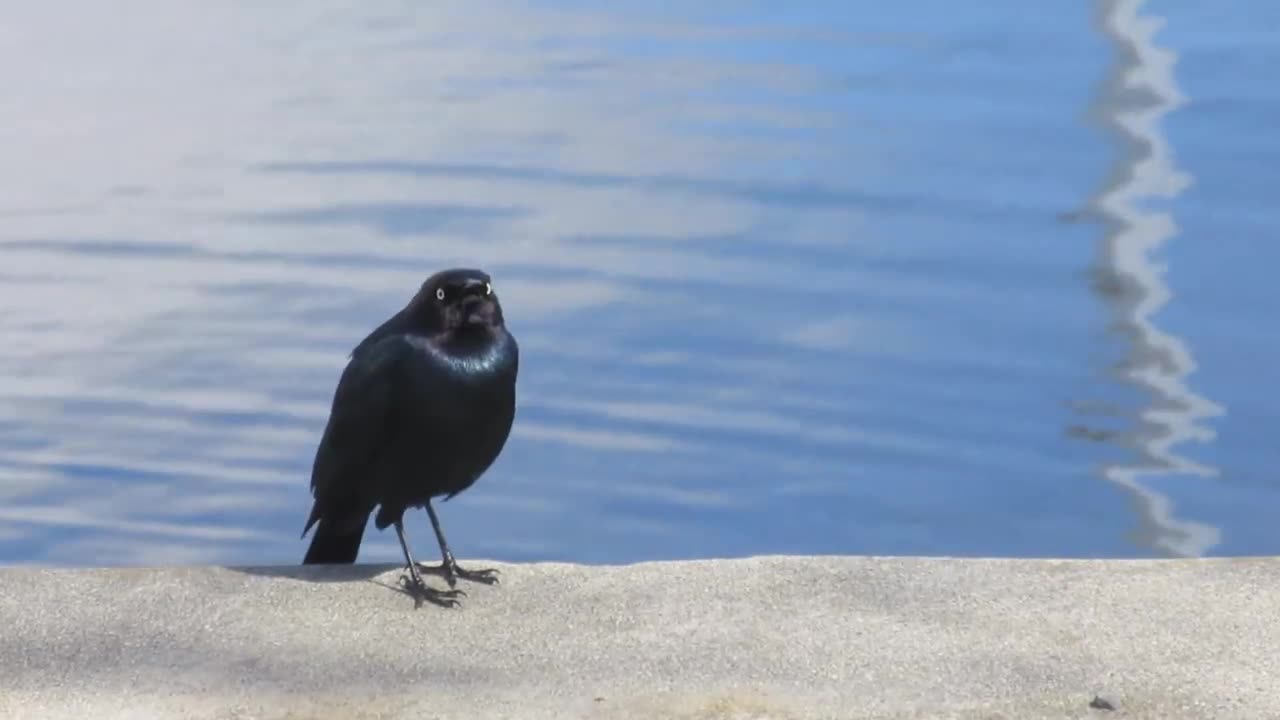 Black Bird Chirping