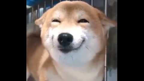 Funny Smiling Dog