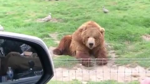 cute animals #bear