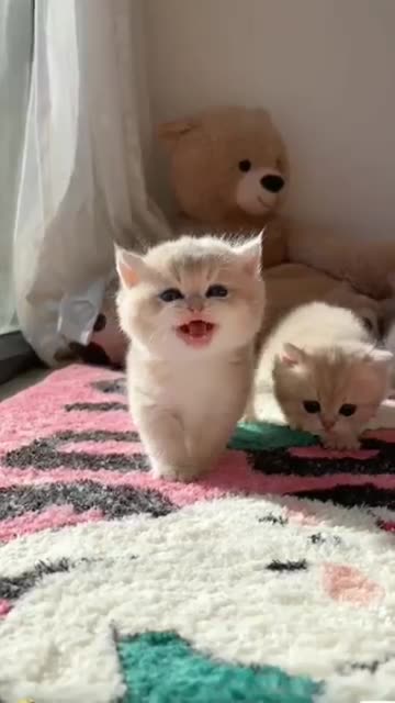 Adorable Cat Compilation 1