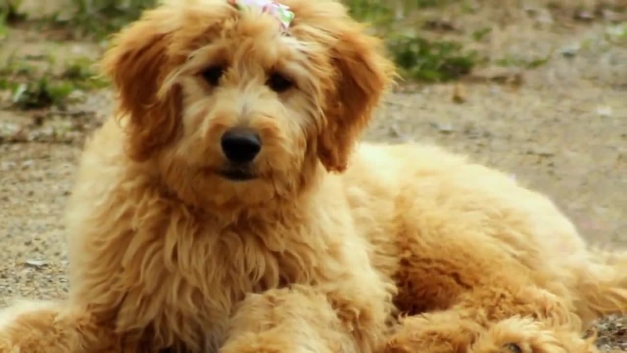 Unbelievably Cute Cross Breed Dogs You'd Want To Own