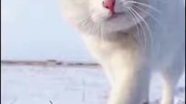 #cat #snow #lively #peacocks #dolphins #girls #small #tiktok #cute #funny #happy #animals #clever #p