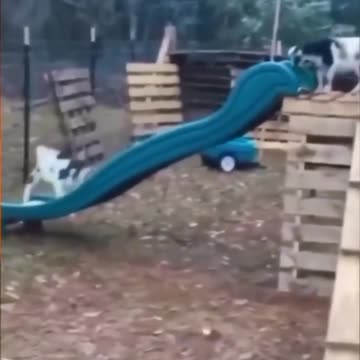 Animal playing in park🐐