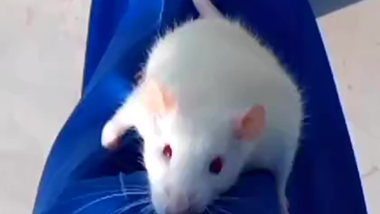 A cute white Mouse