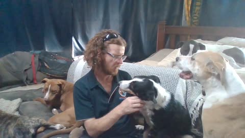 wrong video title, sorry this is fans noise and licking simple solutions for domestic animals, fines, rehoming + reduction kill rates