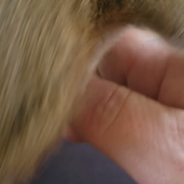 Playing with Filbert the Squirrel