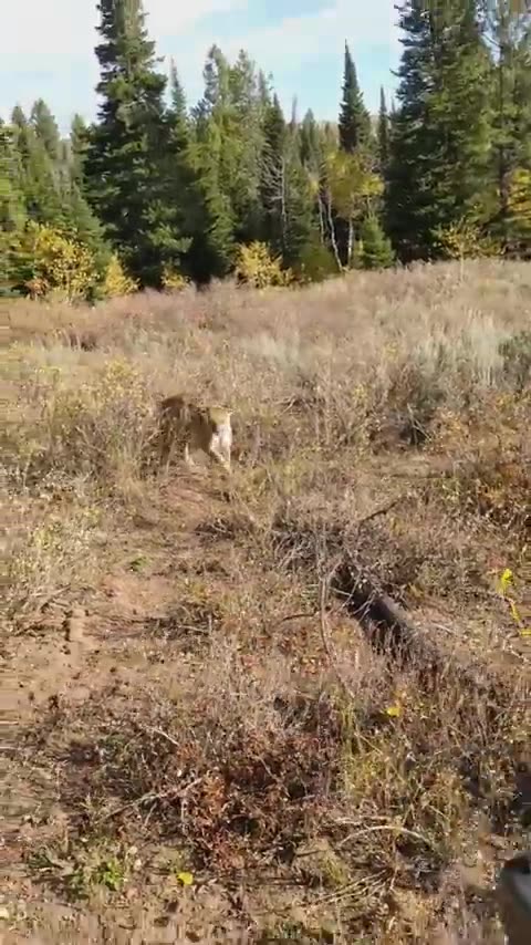 Mountain lion 🦁 stalks elk hunter in Idaho.