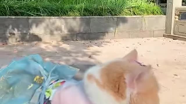 Beutiful cat video #shorts #cat #princy