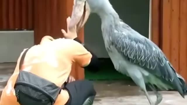 The Shoebill Stork Scientific Name Balaeniceps rex, is a very large stork like bird