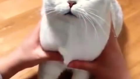 Cat funny video animal video tik tok video pet and animal short funny video