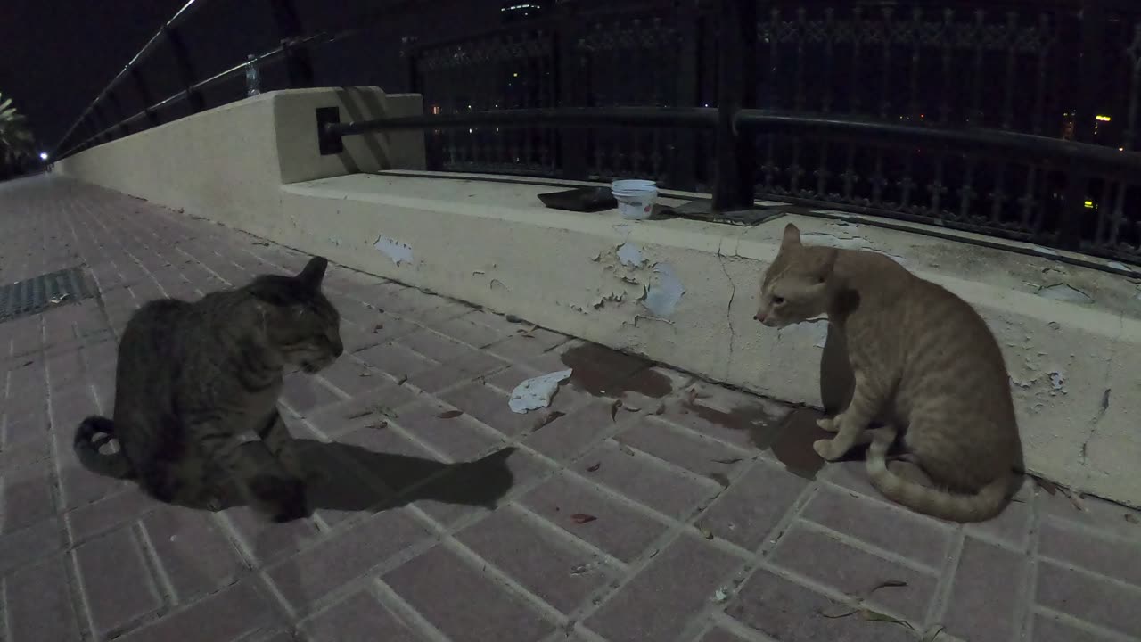 MICHAEL JACKSON & ED SHEERAN - Homeless cats in Ras Al Khaimah, UAE #cat #EdSheeran #MichaelJackson