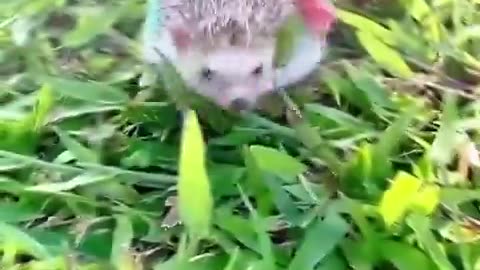 Saving the little hedgehog very interesting very funny