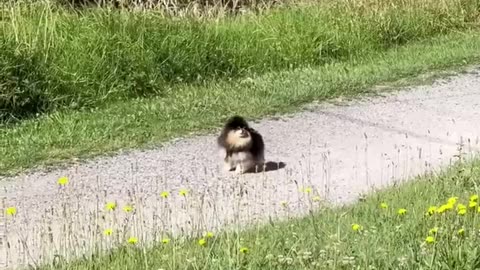 Awesome! Dog's videos
