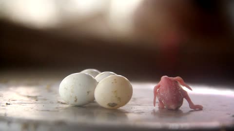 Budgie Chick